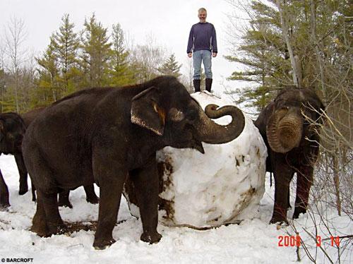 Слоны налепили снежков