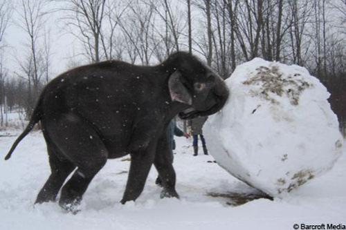 Слоны налепили снежков