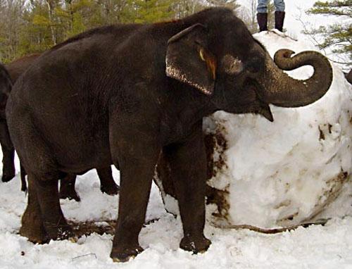Слоны налепили снежков