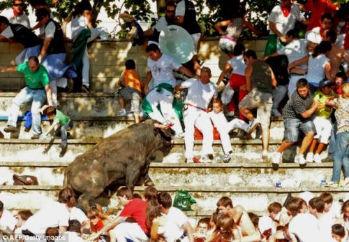 Бык растоптал  зрителей шоу