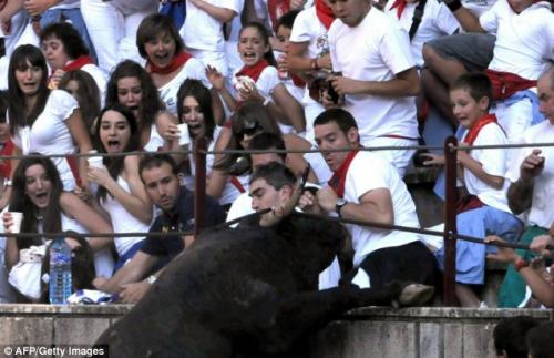 Бык растоптал  зрителей шоу