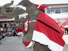 Слоновий Санта Клаус порадовал больших и маленьких…