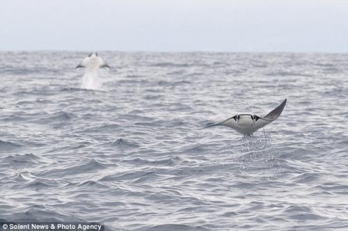 Супруги засняли летающих скатов