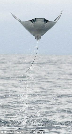 Супруги засняли летающих скатов