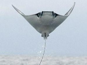 Супруги засняли летающих скатов