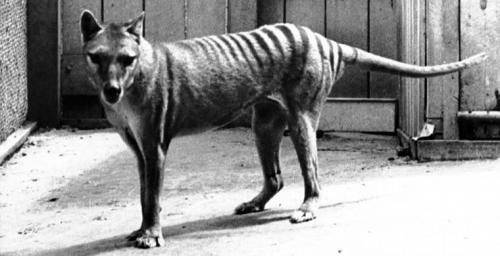 10 видов животных, которых истребил человек