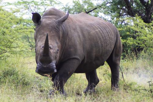 10 видов животных, которых истребил человек