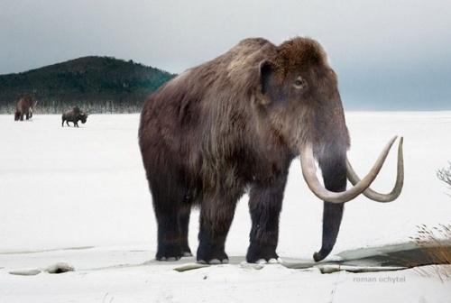 10 видов животных, которых истребил человек