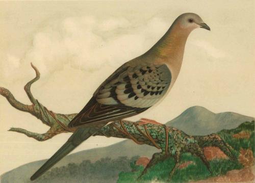 10 видов животных, которых истребил человек