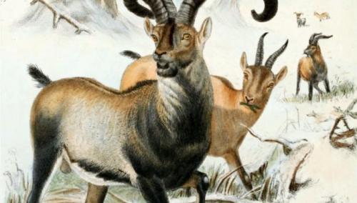 10 видов животных, которых истребил человек