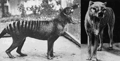 10 видов животных, которых истребил человек