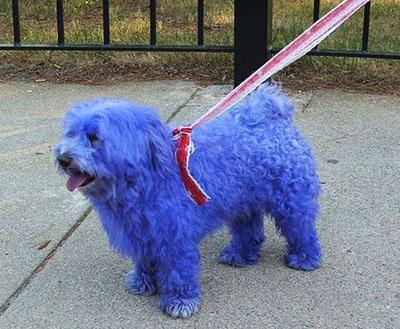 Китайцы демонстрируют тюнинг собак