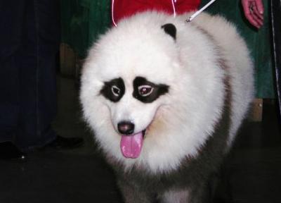 Китайцы демонстрируют тюнинг собак