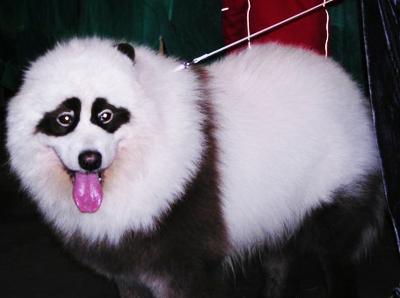 Китайцы демонстрируют тюнинг собак