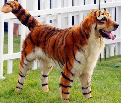 Китайцы демонстрируют тюнинг собак