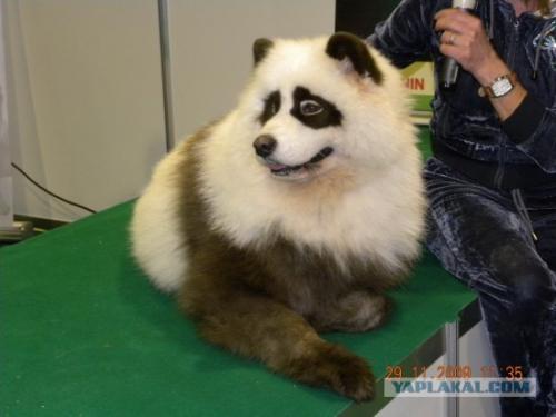 Китайцы демонстрируют тюнинг собак