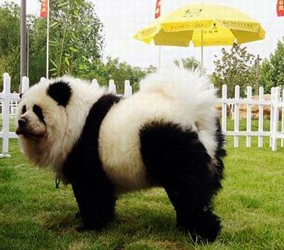 Китайцы демонстрируют тюнинг собак