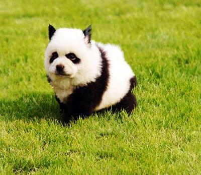 Китайцы демонстрируют тюнинг собак