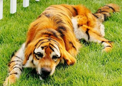 Китайцы демонстрируют тюнинг собак