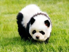 Китайцы демонстрируют тюнинг собак