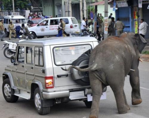 Самые страшные нападения животных на людей