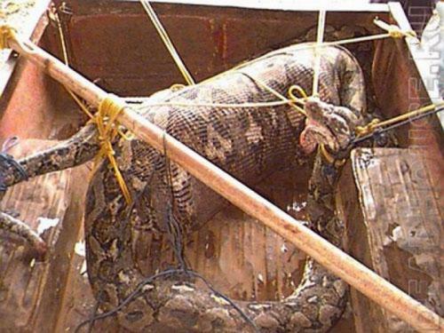 Самые страшные нападения животных на людей