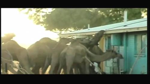 Самые страшные нападения животных на людей