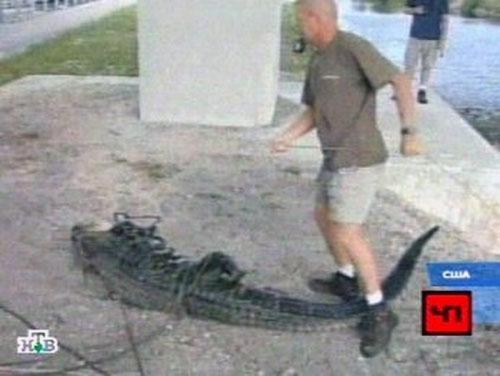 Самые страшные нападения животных на людей