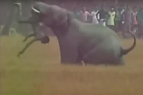 Самые страшные нападения животных на людей