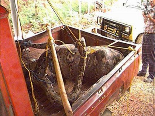 Самые страшные нападения животных на людей