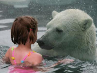 В одном водоеме с самыми крупными хищниками планеты