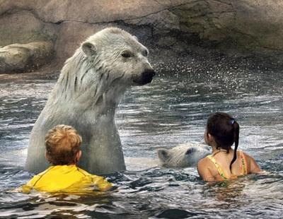 В одном водоеме с самыми крупными хищниками планеты