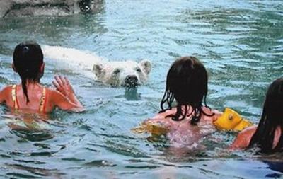 В одном водоеме с самыми крупными хищниками планеты