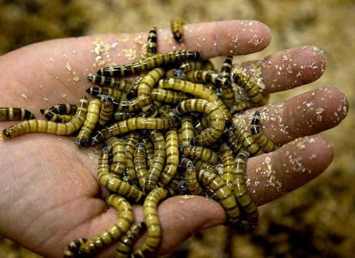 Мастер-класс по приготовлению насекомых