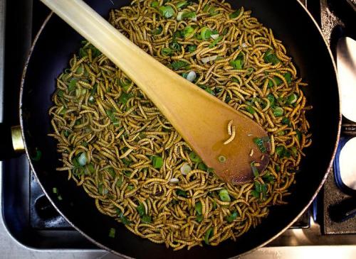 Мастер-класс по приготовлению насекомых