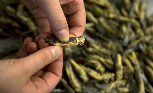 Мастер-класс по приготовлению насекомых