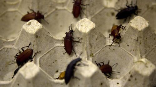 Мастер-класс по приготовлению насекомых