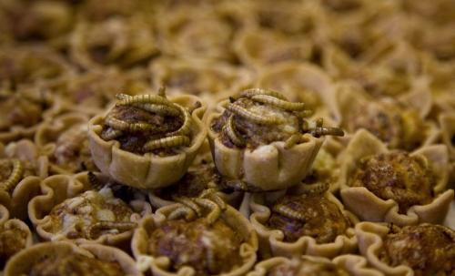 Мастер-класс по приготовлению насекомых