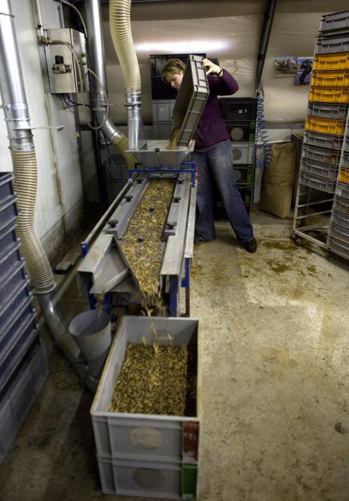 Мастер-класс по приготовлению насекомых