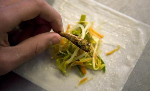 Мастер-класс по приготовлению насекомых