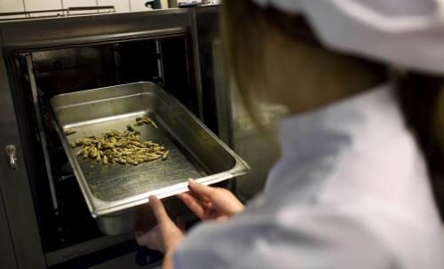 Мастер-класс по приготовлению насекомых