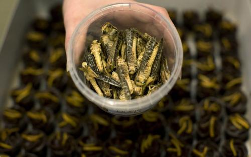 Мастер-класс по приготовлению насекомых