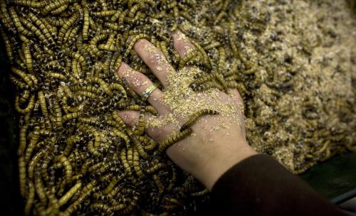 Мастер-класс по приготовлению насекомых