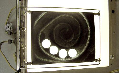 Питона, проглотившего мячи для гольфа, прооперировали