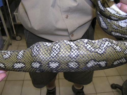 Питона, проглотившего мячи для гольфа, прооперировали