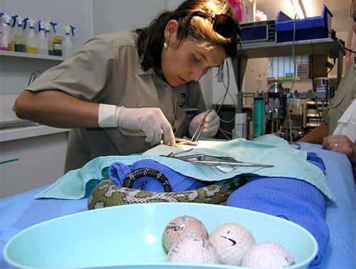 Питона, проглотившего мячи для гольфа, прооперировали