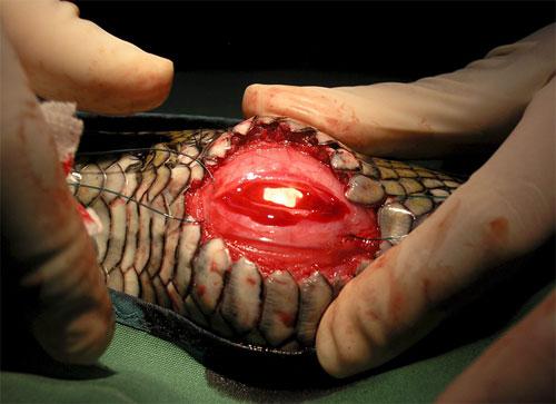 Питона, проглотившего мячи для гольфа, прооперировали