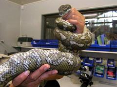 Питона, проглотившего мячи для гольфа, прооперировали