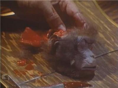 Самые шокирующие деликатесы разных стран мира