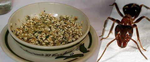 Самые шокирующие деликатесы разных стран мира